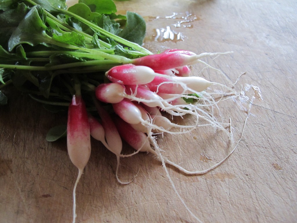 Radishes - Vivian Reiss