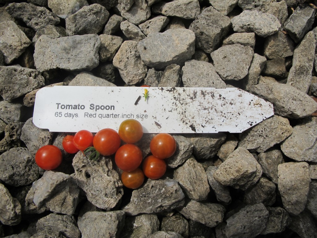 Spoon Tomatoes Vivian Reiss