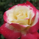 "Double delight" the rose I candied