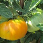 july 27 tomatoes tec 073