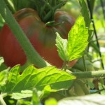 july 27 tomatoes tec 074
