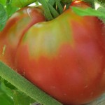 july 27 tomatoes tec 076