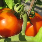 july 27 tomatoes tec 077