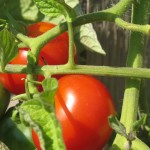 july 27 tomatoes tec 078