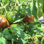 july 27 tomatoes tec 079