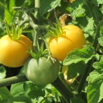 july 27 tomatoes tec 080