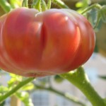 july 27 tomatoes tec 081