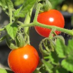 july 27 tomatoes tec 082
