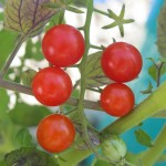 july 27 tomatoes tec 084
