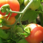 july 27 tomatoes tec 085
