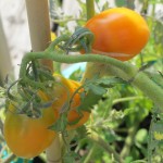 july 27 tomatoes tec 086