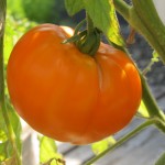 july 27 tomatoes tec 087