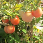 july 27 tomatoes tec 088