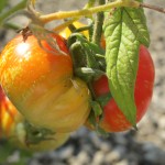 july 27 tomatoes tec 090