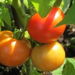 july 27 tomatoes tec 091