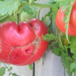 july 27 tomatoes tec 092