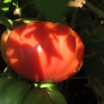 july 27 tomatoes tec 093