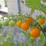 july 27 tomatoes tec 094