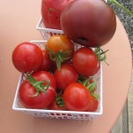 july 27 tomatoes tec 095