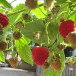 Raspberries in the garden behind my gallery