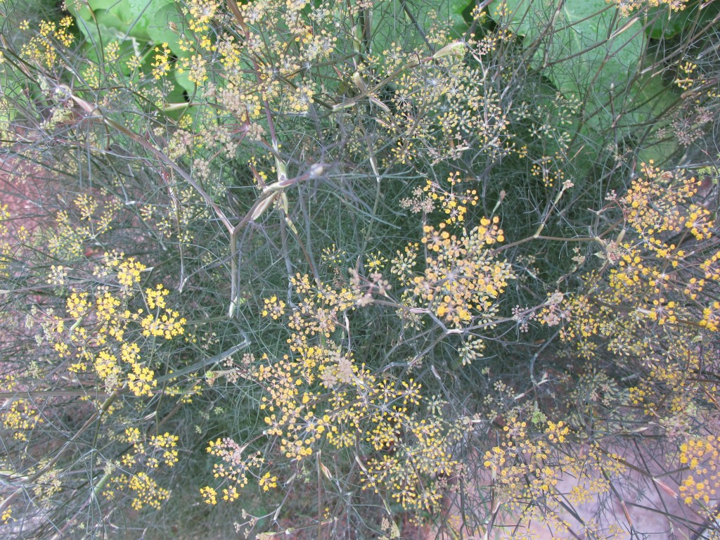 bronze fennel growing at 124 Merton St.
