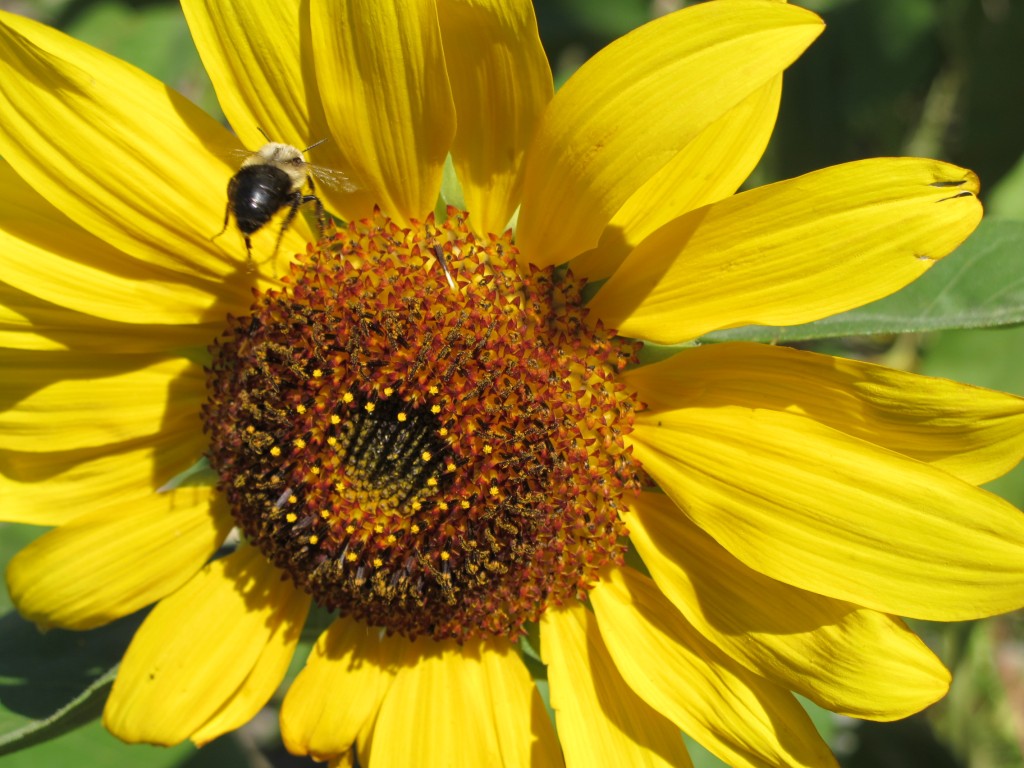 Bee and Giant Sunflowers on the Rooftop Farm