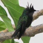 st john 2001 2 082 Hummingbird at rest