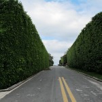 hedges and crabs palm beach 091 Typical streetscape