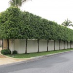 hedges and crabs palm beach 112 hedges and crabs palm beach 112
