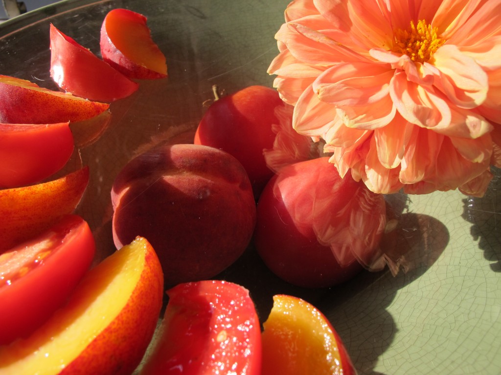 Peaches and rooftop "Big Red Peach" tomato. Dahlia from ground level garden at 124 Merton Street